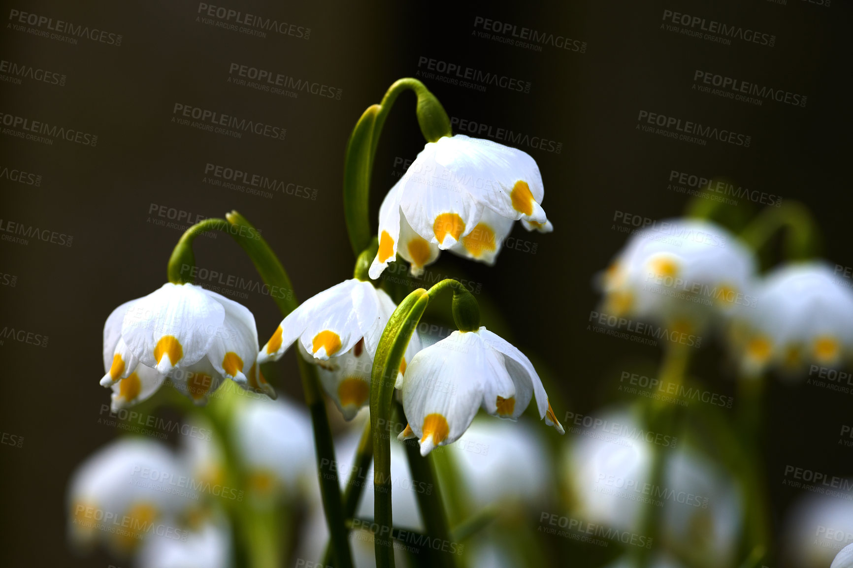 Buy stock photo Galanthus nivalis was described by the Swedish botanist Carl Linnaeus in his Species Plantarum in 1753, and given the specific epithet nivalis, meaning snowy (Galanthus means with milk-white flowers). T