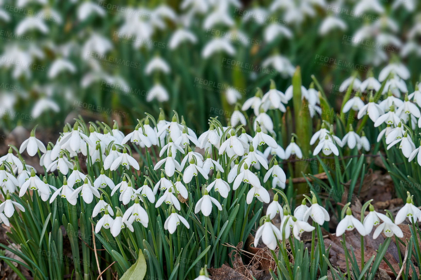 Buy stock photo Snowdrops - Galanthus is a small genus of about 20 species of bulbous herbaceous plants in the family Amaryllidaceae, subfamily Amaryllidoideae. Most flower in winter, before the vernal equinox, but certain species flower in early spring and late autumn.