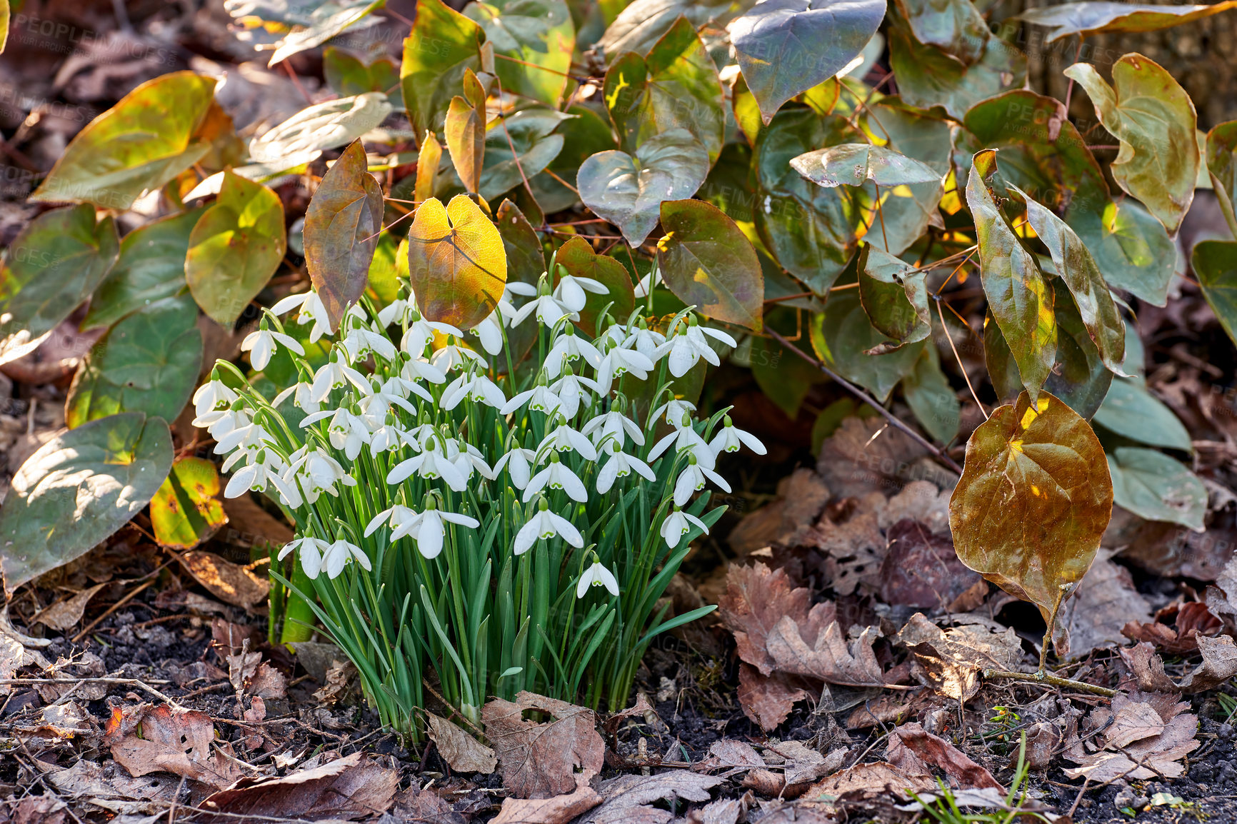 Buy stock photo Snowdrops - Galanthus is a small genus of about 20 species of bulbous herbaceous plants in the family Amaryllidaceae, subfamily Amaryllidoideae. Most flower in winter, before the vernal equinox, but certain species flower in early spring and late autumn.