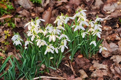 Buy stock photo Snowdrops - Galanthus is a small genus of about 20 species of bulbous herbaceous plants in the family Amaryllidaceae, subfamily Amaryllidoideae. Most flower in winter, before the vernal equinox, but certain species flower in early spring and late autumn.