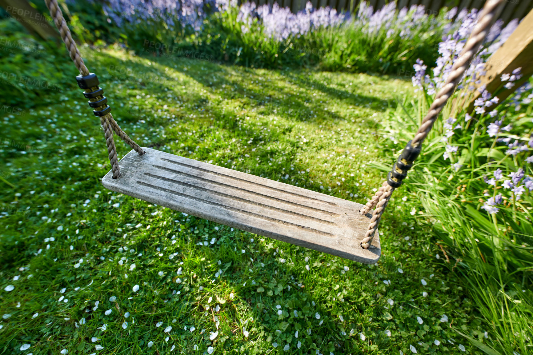 Buy stock photo Closeup of a swing on a rope in a peaceful backyard garden in summer. Green lush grass foliage growing in a garden with lavender flowers blossoming and blooming. Old rustic wooden swing in a meadow