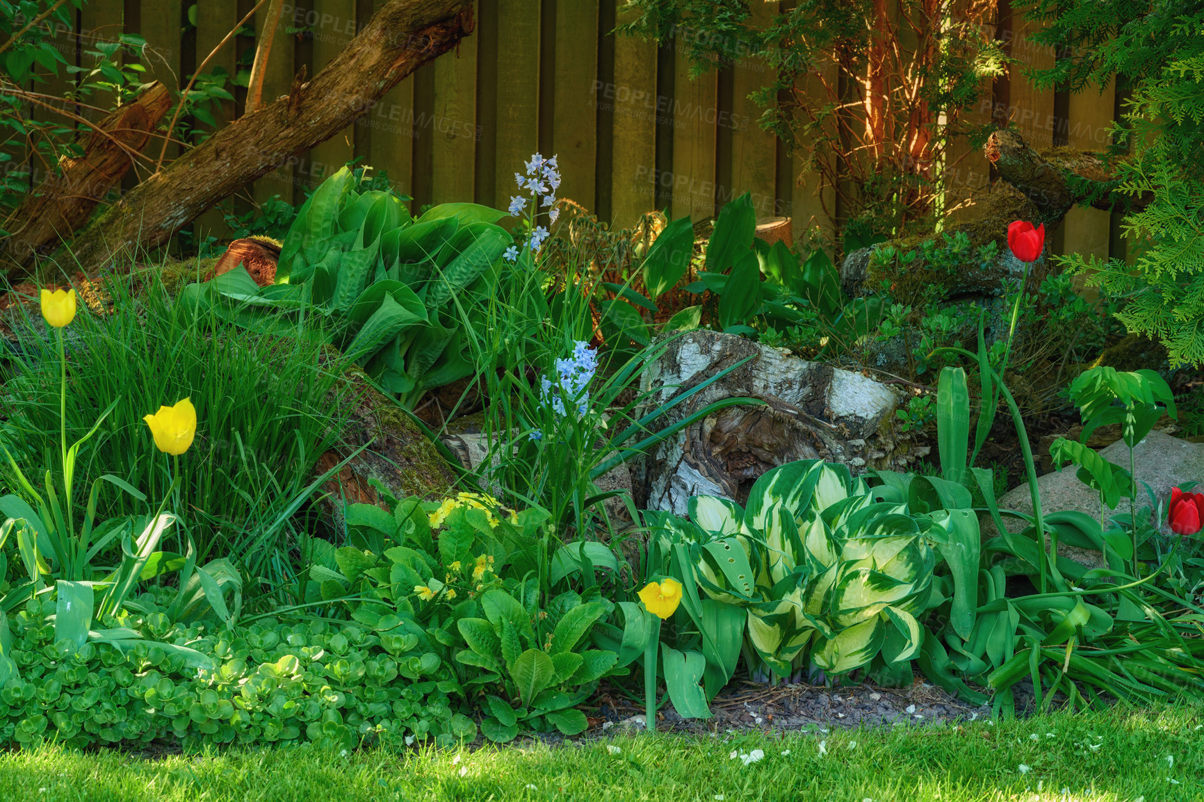 Buy stock photo Red and yellow tulip flowers growing, blossoming or flowering in a lush green home garden. Bunch of bushes and shrubs blooming in a landscaped backyard. Horticulture, cultivation of decorative plants