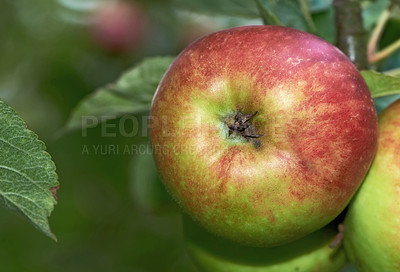 Buy stock photo Fresh apple in the tree