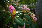 Rhododendron - garden flowers in May