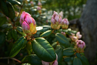 Buy stock photo Rhododendron is a genus of 1,024 species of woody plants in the heath family, either evergreen or deciduous, and found mainly in Asia, although it is also widespread throughout the Southern Highlands of the Appalachian Mountains of North America.