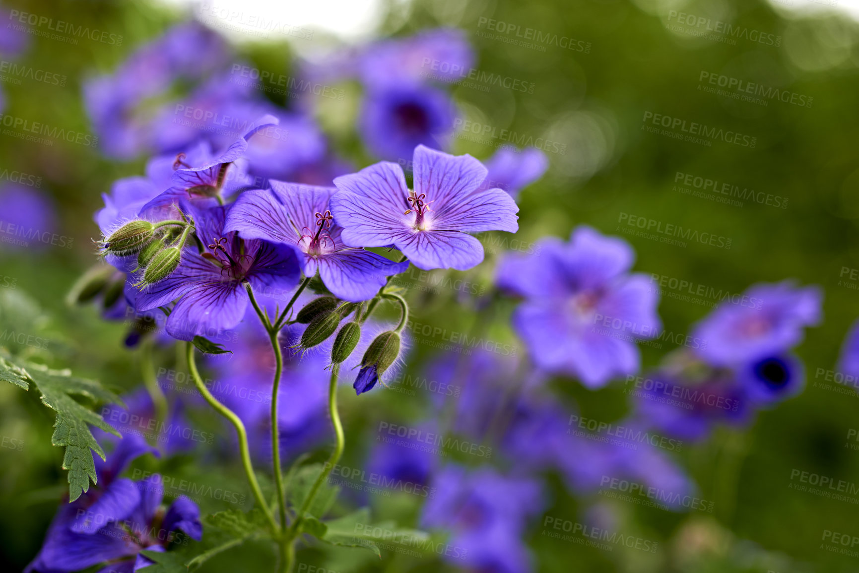 Buy stock photo Closeup of a Geranium flower in an ecological garden. Purple plants bloom during spring in a green field with lush foliage. Macro view of fresh, vibrant and bright, colorful flower petals outside