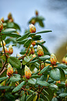 Rhododendron - garden flowers in May