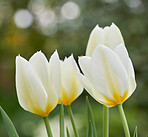 Tulips in my garden