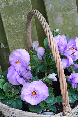 Buy stock photo Pansies in the garden