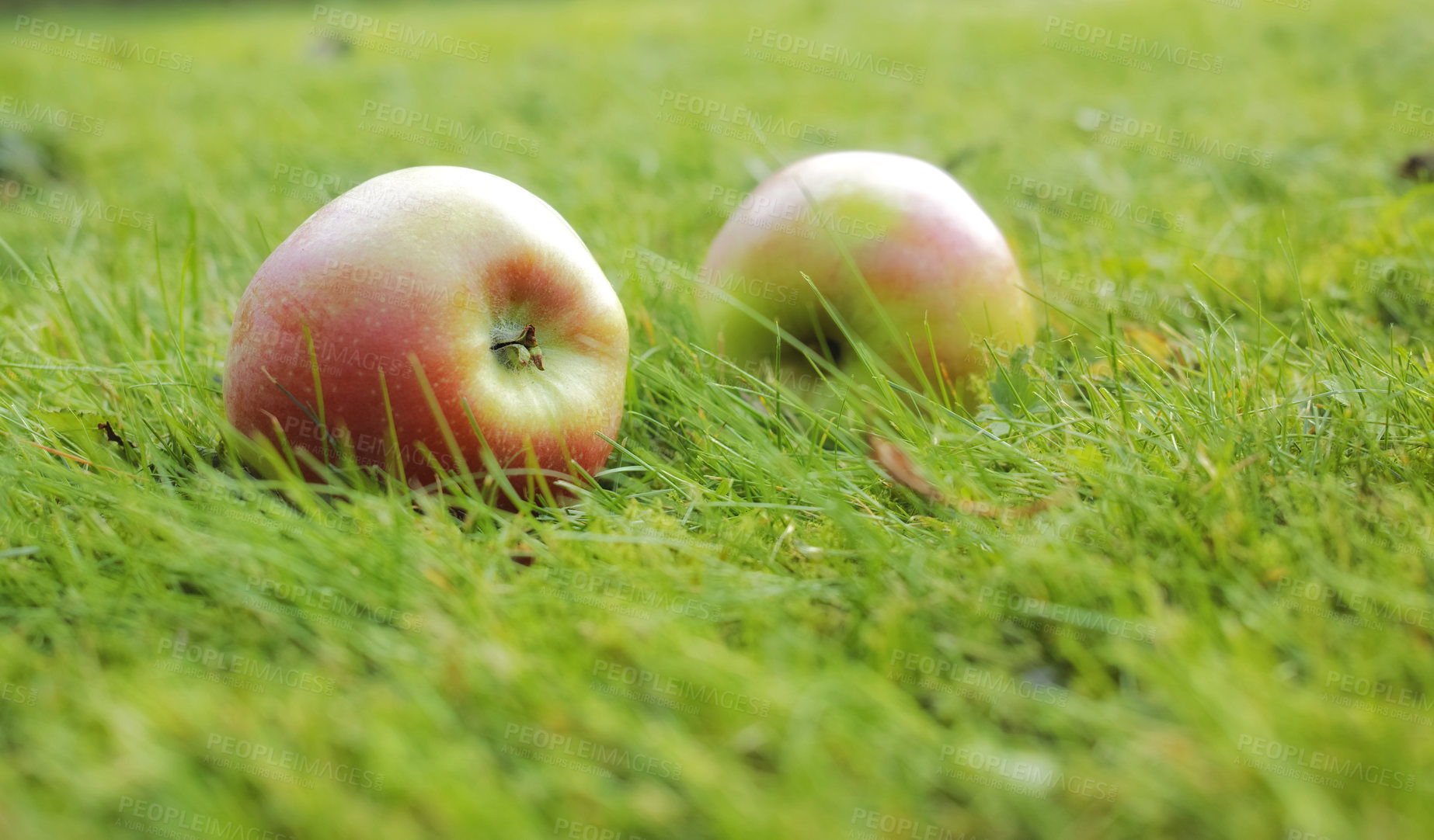 Buy stock photo Closeup of two organic apples lying in the grass on a field on a sustainable farm orchard. Healthy agricultural vegan fruit or produce, ripe and ready for fruitarianism during the harvest season