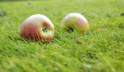 Buy stock photo Closeup of two organic apples lying in the grass on a field on a sustainable farm orchard. Healthy agricultural vegan fruit or produce, ripe and ready for fruitarianism during the harvest season