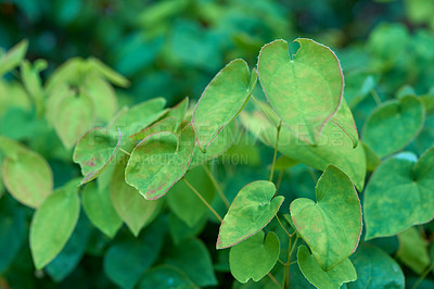 Buy stock photo Closeup of green epimedium koreanum herbs and plants growing on stems in lush home garden. Group of vibrant leaves on stalks blooming in backyard. Passionate about horticulture and flora agriculture