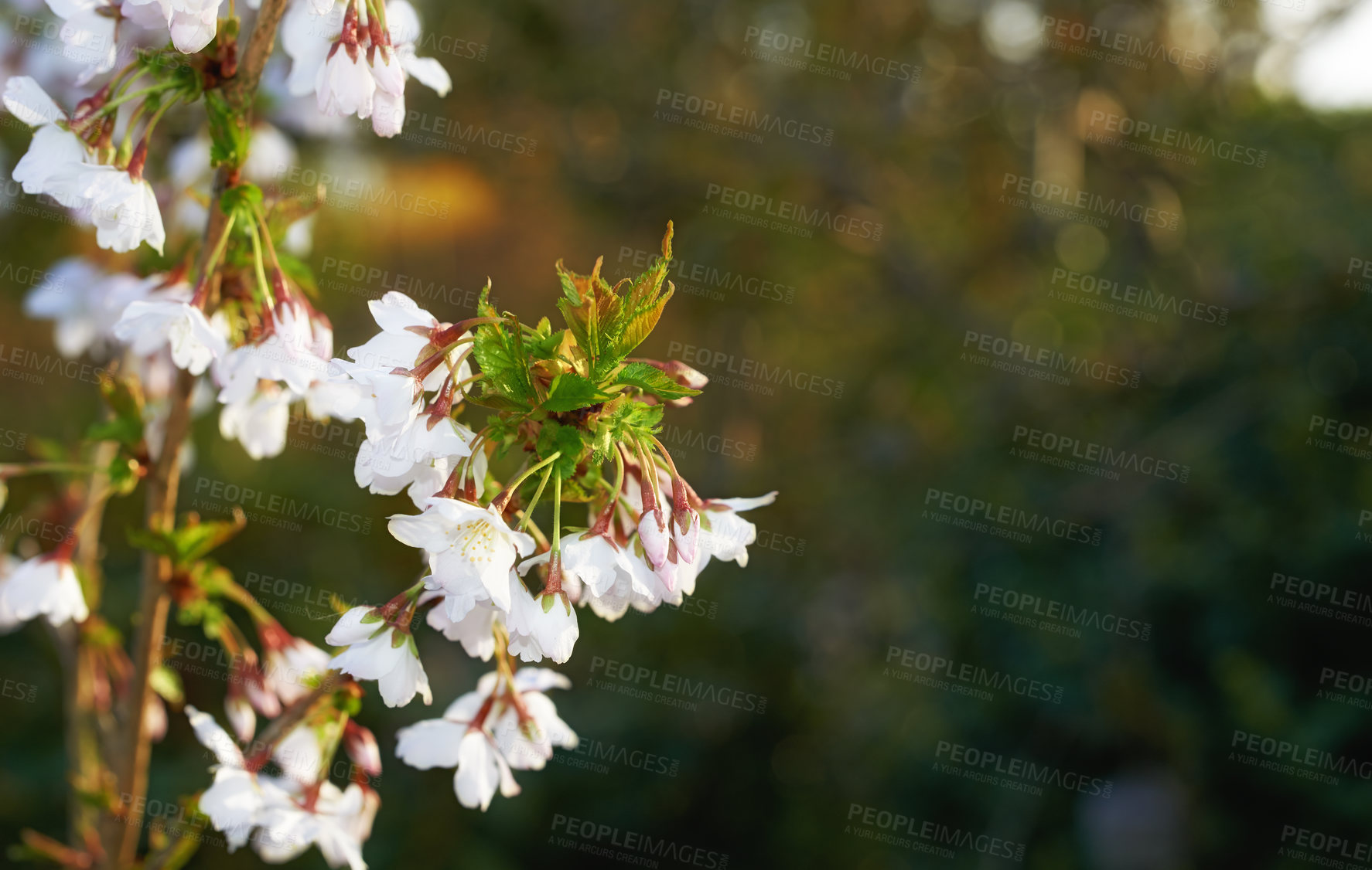 Buy stock photo Closeup of Japanese cherry blossoms growing in a quiet garden with copy space. Zoom in on texture and details of patterns on petals, flowerheads growing in harmony with nature, beauty of calm forest