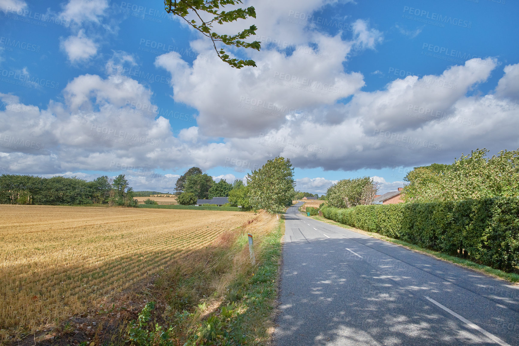 Buy stock photo Vibrant rural landscape of a road through the countryside on a sunny day. Dry corn or wheat field after harvest in a small Danish village against a cloudy blue sky. Quiet farming town in summer