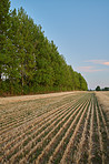 Countryside in harvest