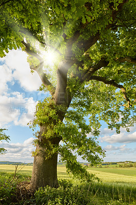 Buy stock photo Wood, tree with sunshine and nature environment in countryside with blue sky outdoors. Spring or summer time, agriculture or ecology and green trees in the daylight outside for plant growth.
