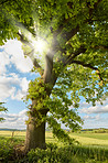 Danish forest in springtime