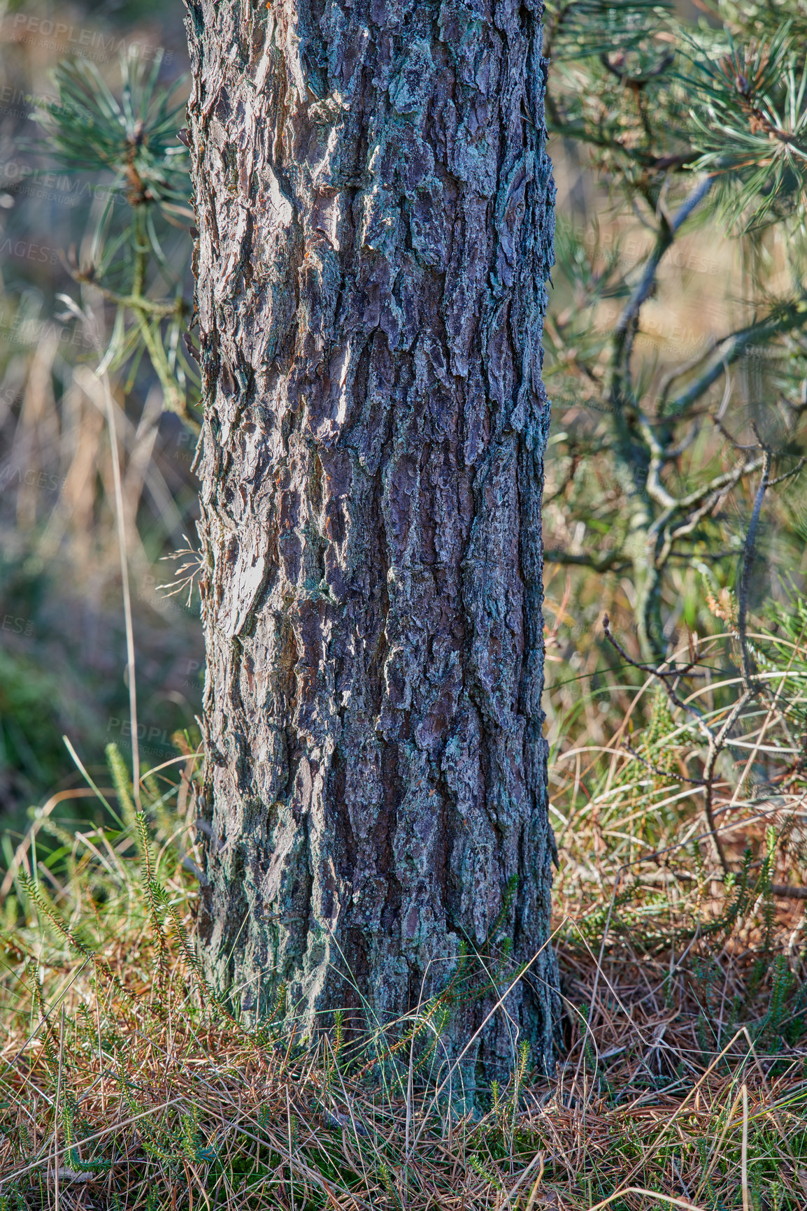 Buy stock photo Closeup of tree bark growing in a forest with wild shoots and branches. Nature in harmony in a peaceful, soothing park with lush green eco life. Zoom in on texture of a stump, wooden beauty in nature