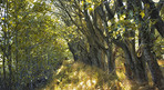 Hardwood forest - Denmark