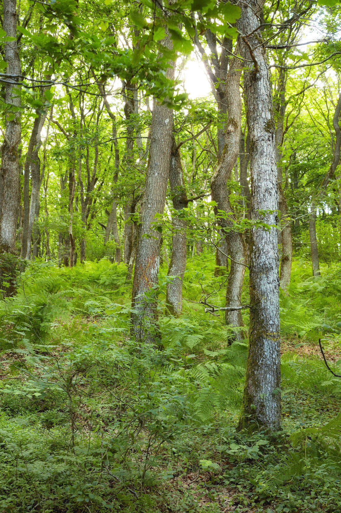 Buy stock photo Hardwood forest uncultivated - DenmarkA photo of green and lush forest in springtime