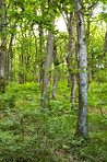 Danish forest in springtime