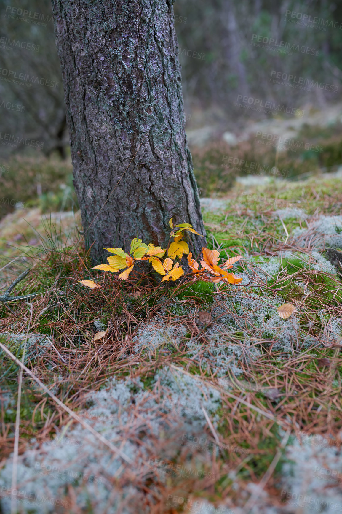 Buy stock photo Yellow leaves growing against a tree stump on quiet forest ground. Beautiful colors show a change of season in soothing, silent park. Harmony in nature and peaceful zen hidden in details of the woods