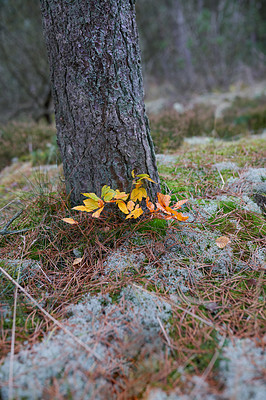 Buy stock photo Yellow leaves growing against a tree stump on quiet forest ground. Beautiful colors show a change of season in soothing, silent park. Harmony in nature and peaceful zen hidden in details of the woods