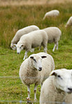 Danish sheep