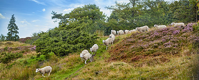 Buy stock photo Flock of sheep walking and being herded together on a grazing farm pasture. Group of hairy, wool animals in remote countryside farmland and agriculture estate. Raising livestock for clothing industry