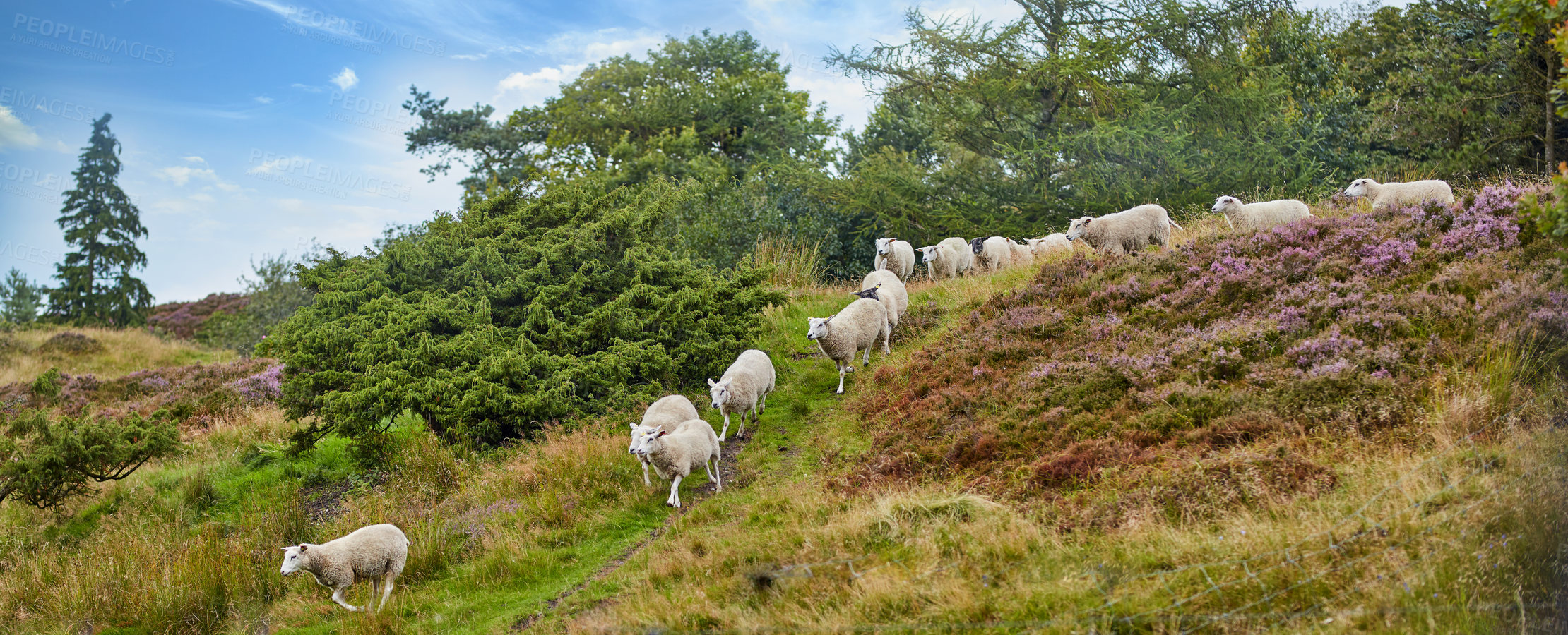Buy stock photo Flock of sheep walking and being herded together on a grazing farm pasture. Group of hairy, wool animals in remote countryside farmland and agriculture estate. Raising livestock for clothing industry