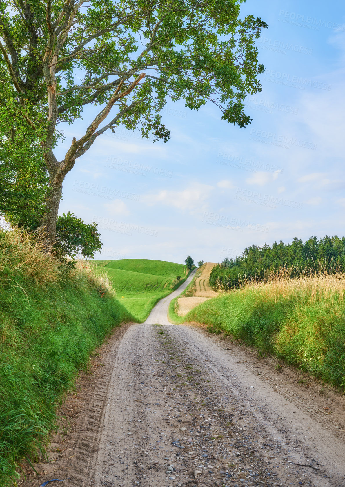 Buy stock photo Vibrant green grass and trees growing in the countryside in summertime. A dirt road leading to the soothing, quiet rural landscape. bright sunny day in farming fields, lush green organic growth 