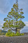 The Cumbre Nueva in La Palma