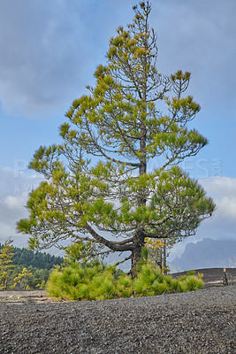 Buy stock photo Beautiful lava landscape on the Cumbre Nueva in La Palma