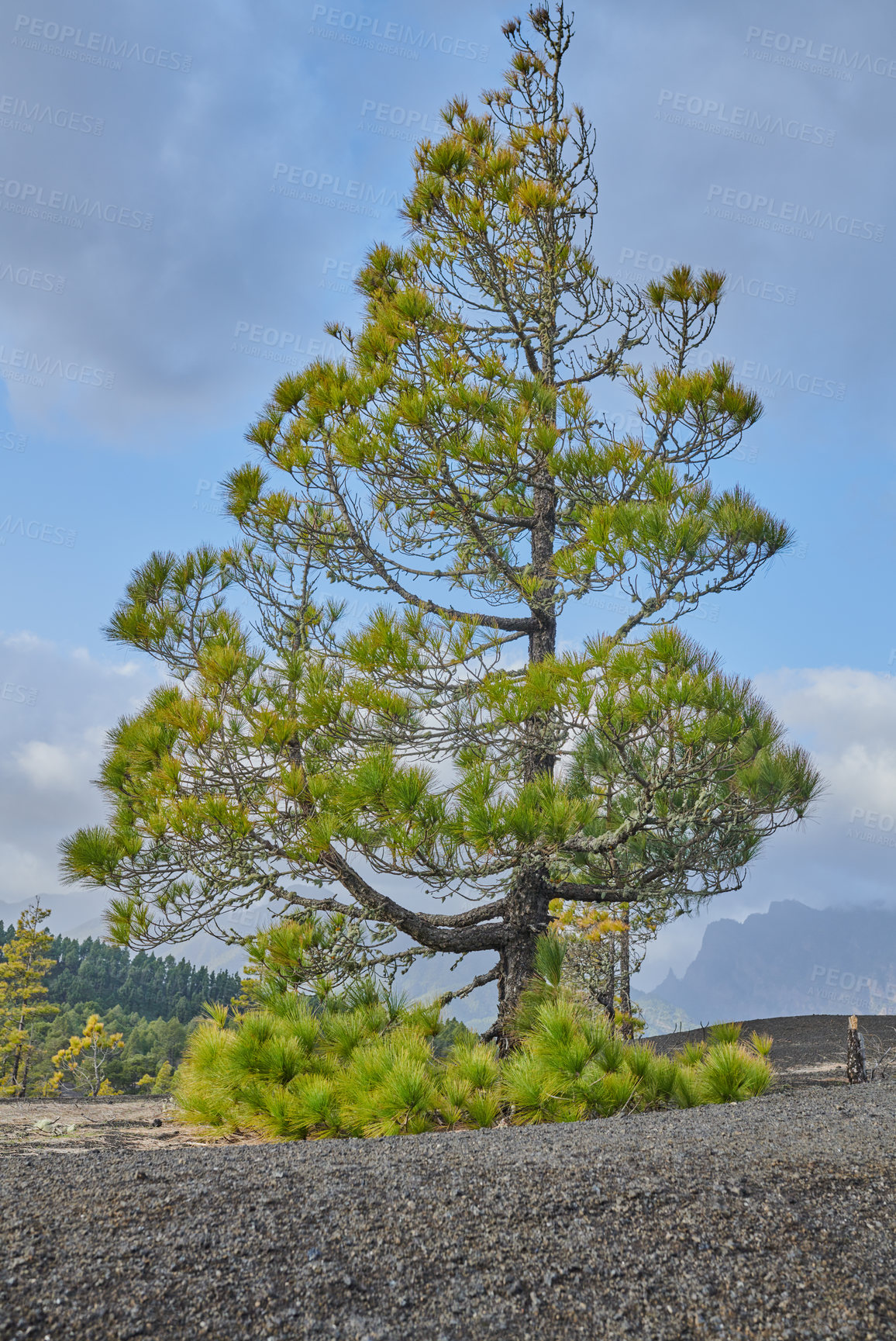 Buy stock photo Beautiful lava landscape on the Cumbre Nueva in La Palma