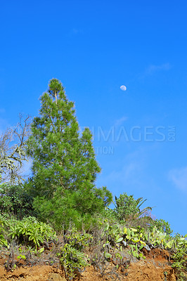 Buy stock photo Beautiful view of a tall tree growing in Pine forest landscape  of La Palma, Canary Islands against a background of blue sky and copyspace. Tropical ecological woods in summer with copy space