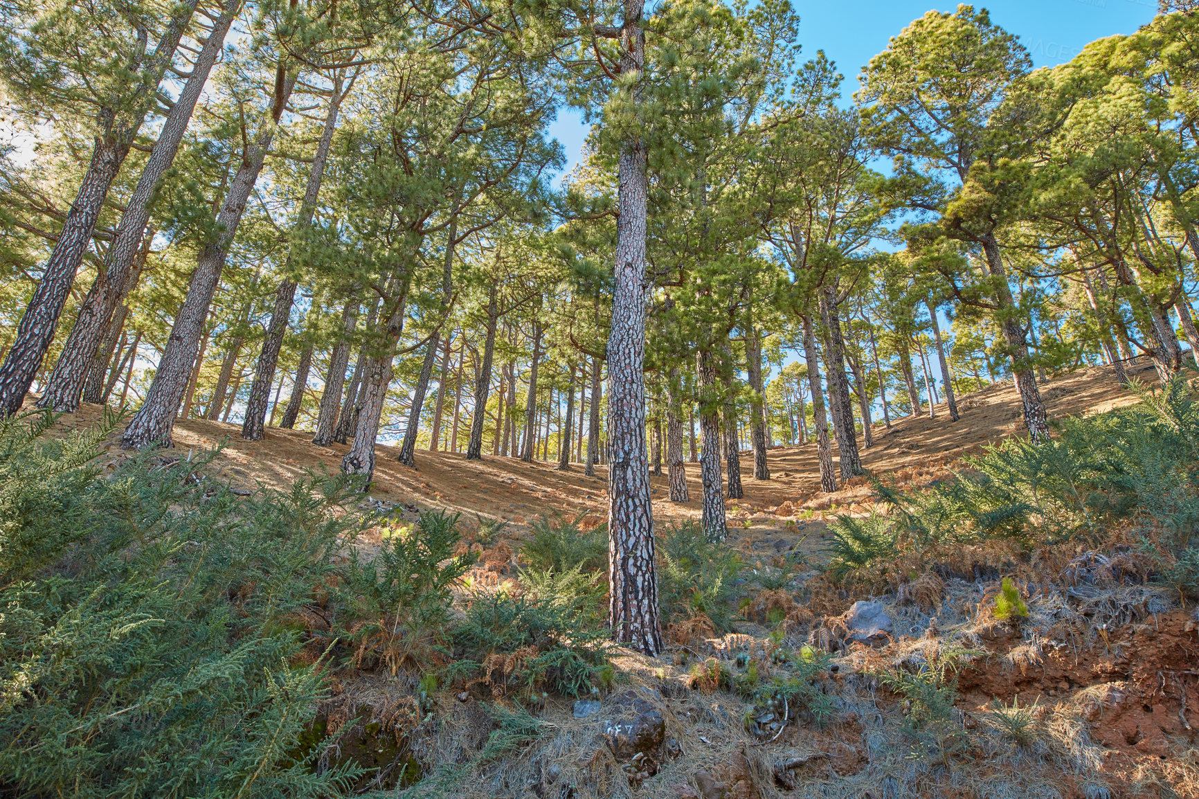 Buy stock photo Beautiful Pine forests in the mountains of La Palma, Canary Islands, Spain. Scenic landscape with tall trees with lush green leaves on a sunny summer day. Low angle of the outdoors and nature