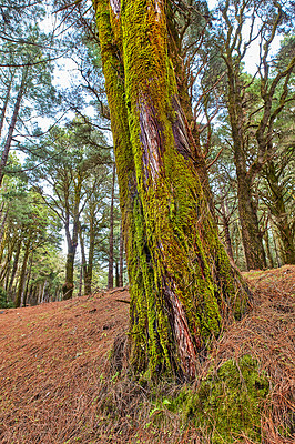 Buy stock photo Closeup of a pine tree with moss in a forest on a sunny day. Nature landscape of an old trunk bark details found on a mountain in La Palma, Canary Islands, Spain. Remote location in the countryside