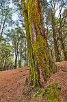 Pine forest in the mountaions of  La Palma