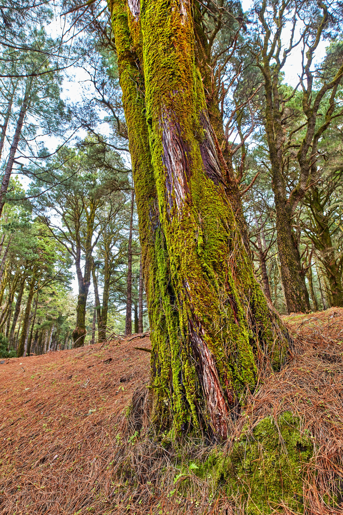 Buy stock photo Closeup of a pine tree with moss in a forest on a sunny day. Nature landscape of an old trunk bark details found on a mountain in La Palma, Canary Islands, Spain. Remote location in the countryside