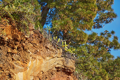 Buy stock photo Beautiful pine forests in the mountains of La Palma, Canary Islands, Spain. Scenic landscape with tall trees and lush green leaves on a summer day. Rocky mountainous outdoors and nature from below