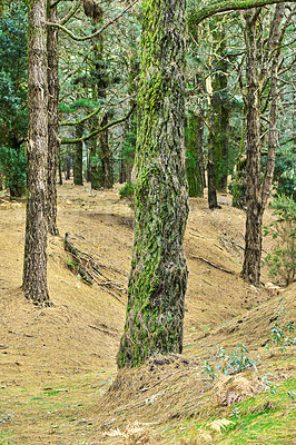 Buy stock photo Moss covered pine trees in a quiet, lush green forest. Peaceful harmony and beauty in nature, with natural growth patterns and textures. Soothing zen woods of silent, calming, tranquil peace outdoors