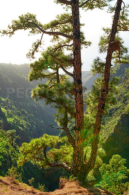 Buy stock photo Pine tree in a forest on the mountains in summer. Landscape  of trees on a sandy hill under bright sunlight. A wild empty environment on the mountain of La Palma, Canary Islands, Spain in autumn