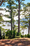 Pine forest in the mountaions of  La Palma