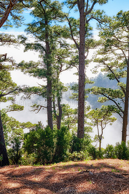 Buy stock photo Beautiful Pine forests in the mountains of La Palma, Canary Islands, Spain. Peaceful landscape with tall trees with lush green leaves on a mountain. Scenic outdoors or nature on a cloudy summer day