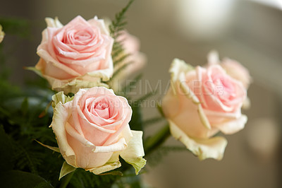 Buy stock photo A beautiful red and pink roses in a vase