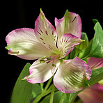 Beautiful flower - dark background