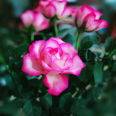 Buy stock photo A bouquet of red roses on against black background