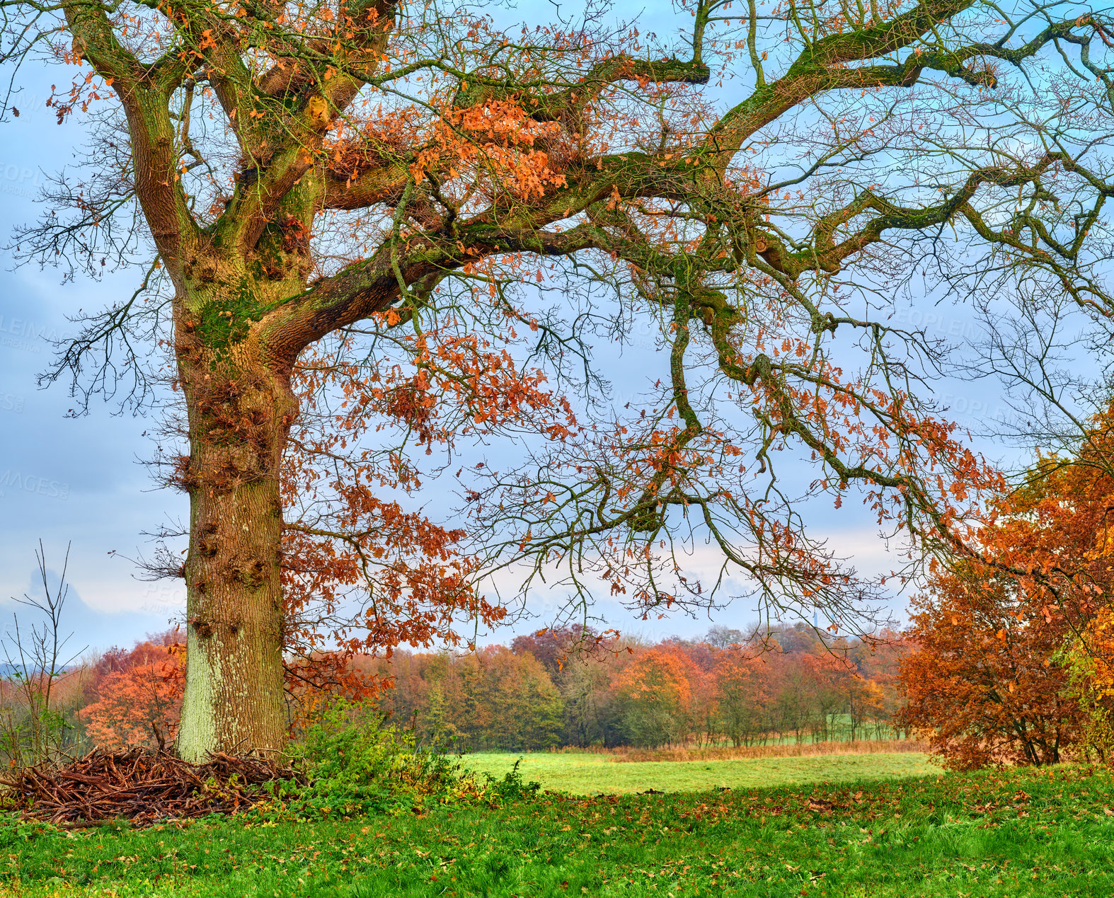 Buy stock photo A photo of a vibrant country field in early autumn