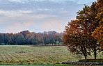 Autumn fields 