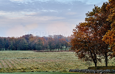 Buy stock photo A photo of a vibrant country field in early autumn